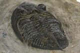 Fossil Zlichovaspis Trilobite - Atchana, Morocco #331928-4